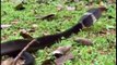 King Kobra- The most dangerous snake in the world