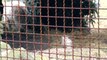 Die Ijsbeertweeling von Eisbärin Freedom im Ouwehands Dierenpark in Rhenen