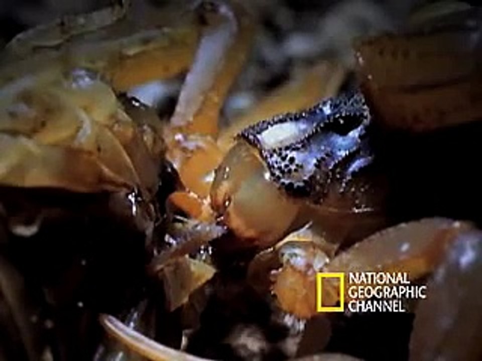 Cannibal Scorpions vs. Shrew