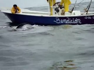 Video herunterladen: ataque de orcas (ballenas asesinas) a una manta raya VIDEO 2 Salinas - Ecuador