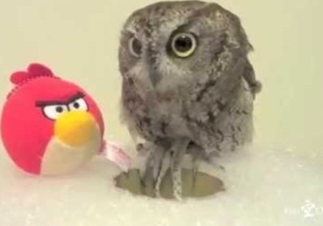 Battle of the Angry Birds