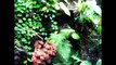 Poison dart frog vivarium with Ranitomeya Ventrimaculata