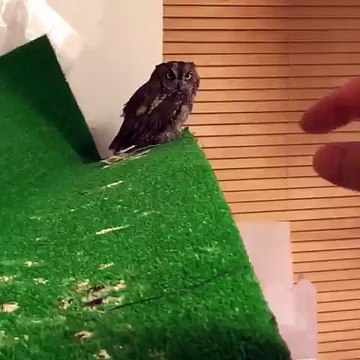 Un hibou aime les caresses