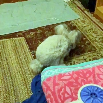 Wally le lapin aux oreilles en forme d'ailes d'ange