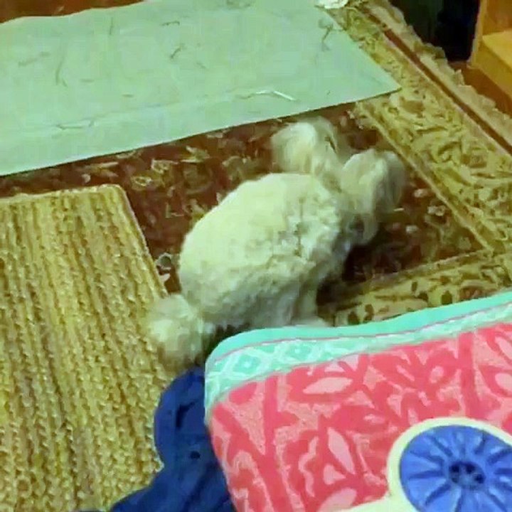 Wally le lapin aux oreilles en forme d'ailes d'ange