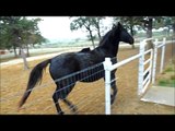 Beautiful Horses Playing. The Great Cass Ole's Beau & Ebony. Horses that are best friends!