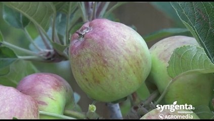 Za poljoprivrednike koji ne žele pepelnicu i čađavu krastavost u zasadima! Syngenta_399_02.05.2015.