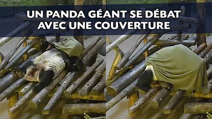 Un panda géant se débat avec une couverture
