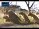Lions Vs Hyenas Dangerous Battle Hyenas vs Lions Rare Video Lions fighting to death