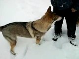 Mein Tschechoslowakischer Wolfshund bei uns auf dem Feld im Schnee
