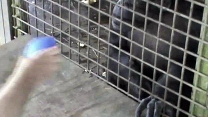 Expérience : le singe choisit son plat