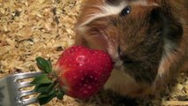 Guinea Pig Eating Strawberry