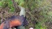 harris hawk catches a pheasant
