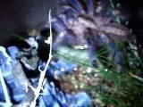 Tarantula Feeding Video 17 - Goliath Worm Feeders