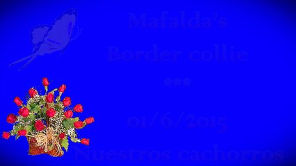 Cachorros Lenka & Hada Agata  01-06-15