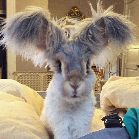 Wally Rabbit With Big Hairy Ears Video Dailymotion