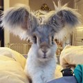 Wally, rabbit with big hairy ears