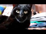 Schwarzes Kätzchen mit kristallklaren Augen - WUNDERSCHÖN - SchwarzeKatze_BlackCat