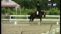 Arabian Dressage Horse For Sale