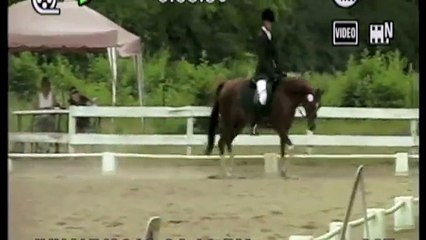 Arabian Dressage Horse For Sale