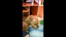 Pitbull Attack - Sinirli Pit Bull Dehşeti: Pitbull Saldırısı :)