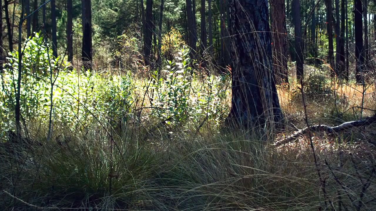 How Fire Can Restore a Forest: A Time-Lapse (Ground View)