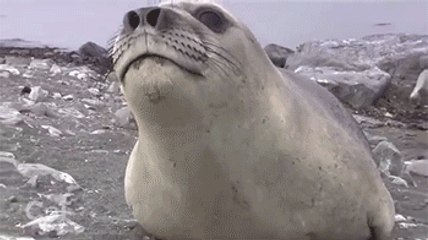 Scientists Using Seals To Better Understand Climate Change