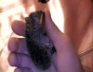 My Tenrec Baby 3 Weeks Old Annointing