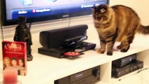 Cat vs DVD  / Blu-ray Player. Cute Cassie's curiosity gets the better of her.