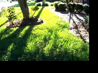 Taking a walk with my dog Keisha