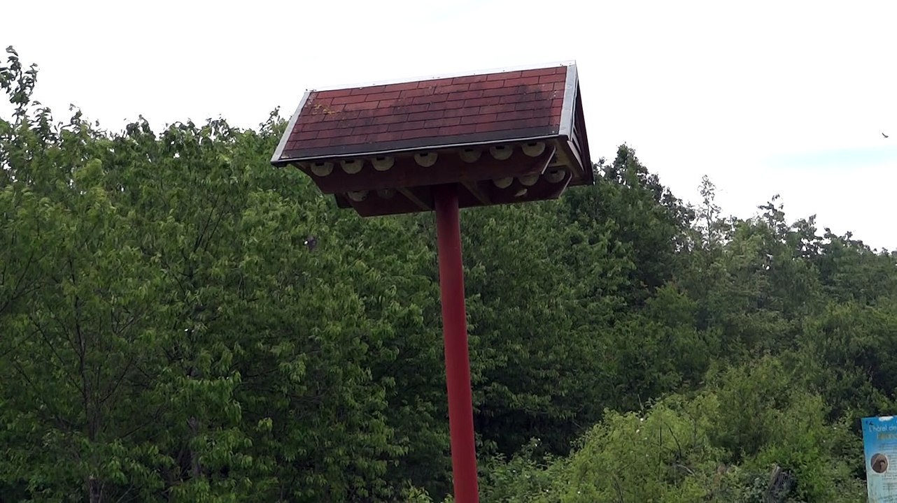 Tour à hirondelles - La Chaise (02 juin 2015)