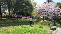 さくら 山王公園 お花見 2014 SAKURA O-HANAMI HAKATA FUKUOKA JAPAN