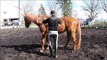 Horse Video,Free Riding,ohne Sattel hoch und runter-so geht`s, bareback,马,Cavalli,Konie,말,ม้า