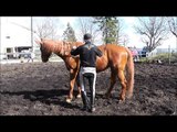 Horse Video,Free Riding,ohne Sattel hoch und runter-so geht`s, bareback,马,Cavalli,Konie,말,ม้า