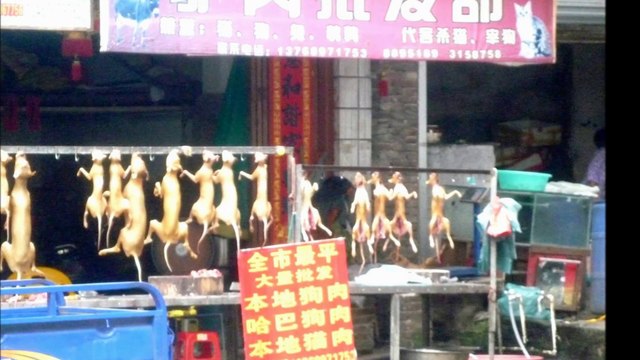 10.000 perros serán sacrificados en el festival de Yulín, China