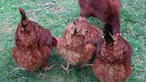 Rhode Island Red Chickens Having a Corn Snack