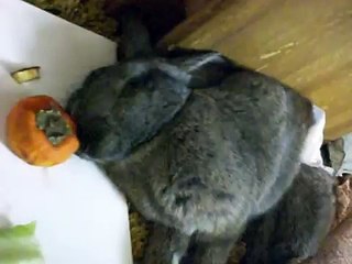 Roger, Hind-Leg Paralyzed Rabbit, Sleeping