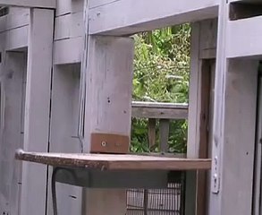 Racing Pigeons Unikon arrivals