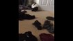 Pet skunk casually steals clothes