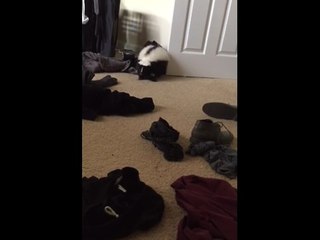 Pet skunk casually steals clothes