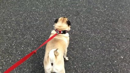 Dog loses it after finding out he's at pet store