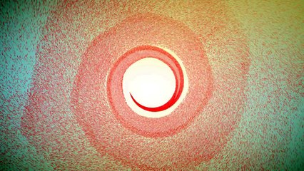 After Effects Project Files - Sakura Particles Reveal - VideoHive 8281533