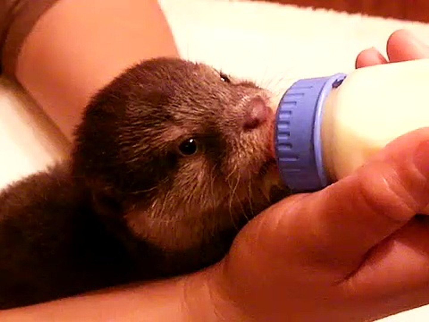 ⁣Baby otter drinks her bottle