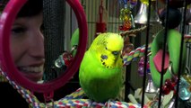 Disco the Talking Parakeet - Pets Wild at Heart