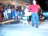 Dancing Dog Doing The Merengue | Dog dancing