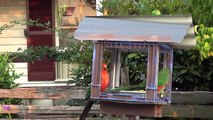 Australian KING PARROTS male, female and juvenile feeding on corn