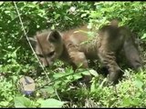 Red Fox Kits at Scherman-Hoffman Wildlife Sanctuary