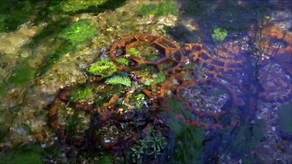 BOMBAY SAPPHIRE Reinstates Water Turbine on River Test at its Laverstoke Mill Distillery