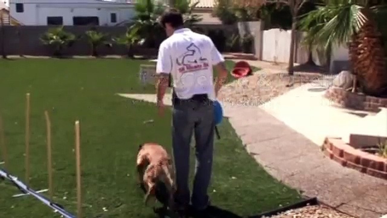 Can your dog do this??!!