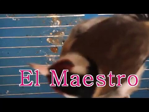 chardonneret chant 2013 Laghouat الحسون الجزائري